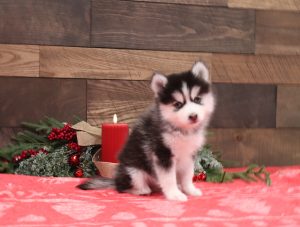 Lisa-1119bb-Pomsky-Pawsome-Family-Pets-