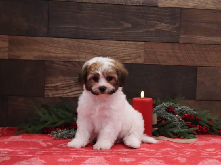 Sally-4978aa Teddy Bear-Pawsome-Family-Pets