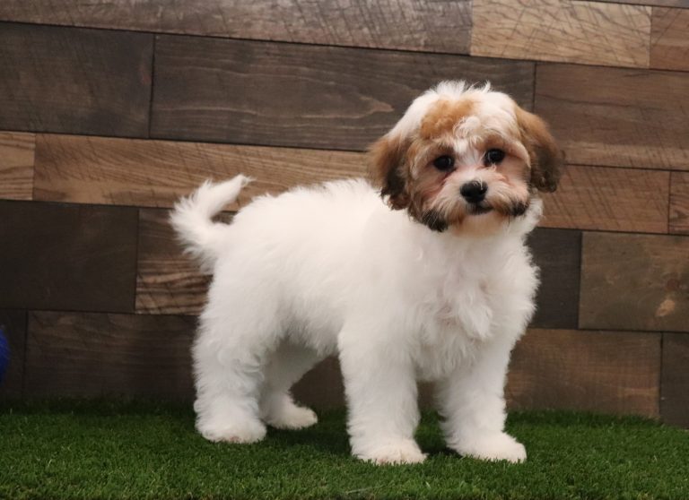 Sarge-4978a-teddy-bear-Pawome-Family-Pets