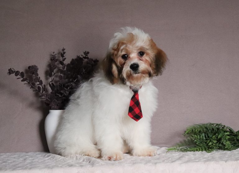 Sarge-4978a-teddy-bear-Pawsome-Family-Pets