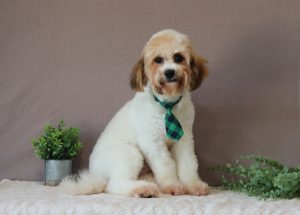 Sarge-4978bbb-puppy-teddy-bear-Puppy-Lodge