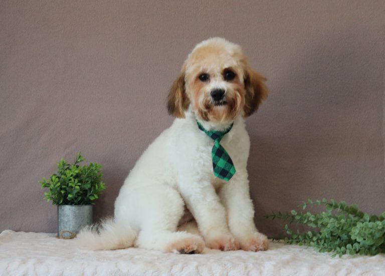 Sarge-4978bbb-puppy-teddy-bear-Puppy-Lodge