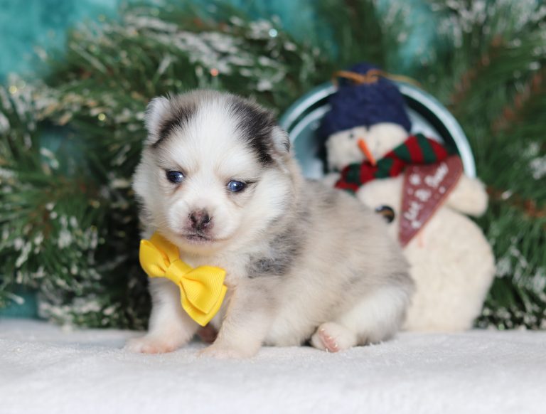 0112aaRonnie the pomsky-the puppy lodge