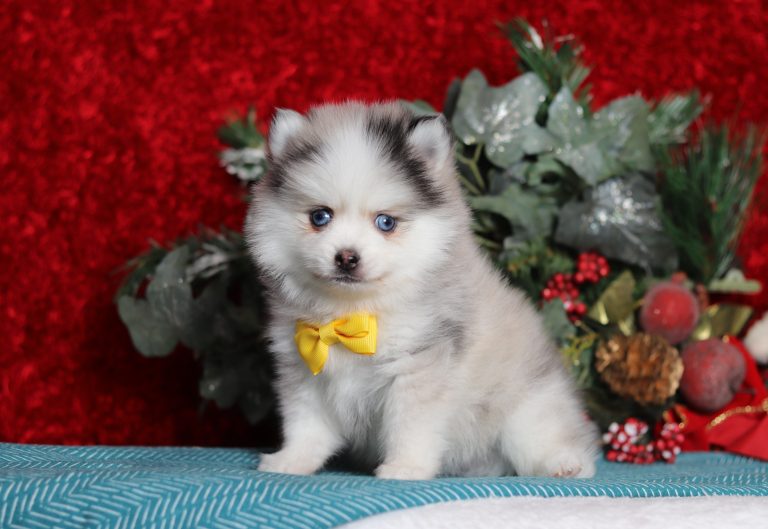 0112aaaRonnie-the pomsky-the puppy lodge