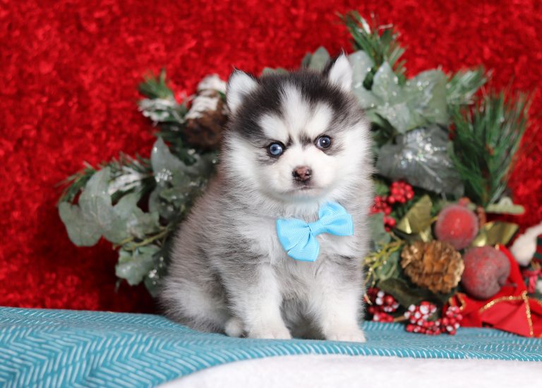 0113aRoger the pomsky-the puppy lodge
