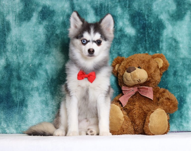 0113aaRomeo the pomsky-the puppy lodge