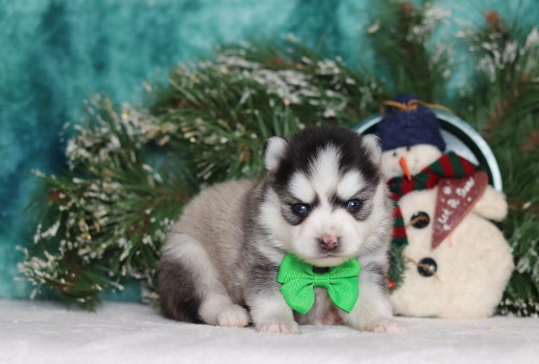 0113aaaRoger the pomsky-the puppy lodge