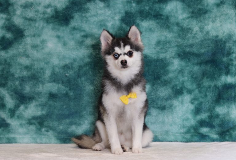 0113aaa Romeo the pomsky-The Puppy Lodge