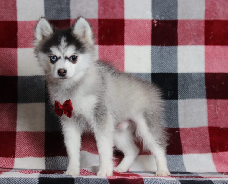 0113aaaRomeo the pomsky-the puppy lodge