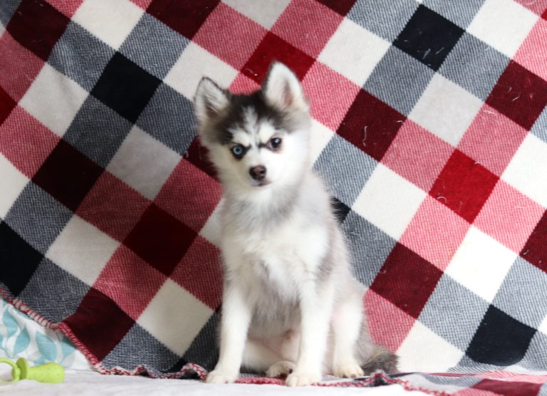 0113aaaRomeo the pomsky-the puppy lodge