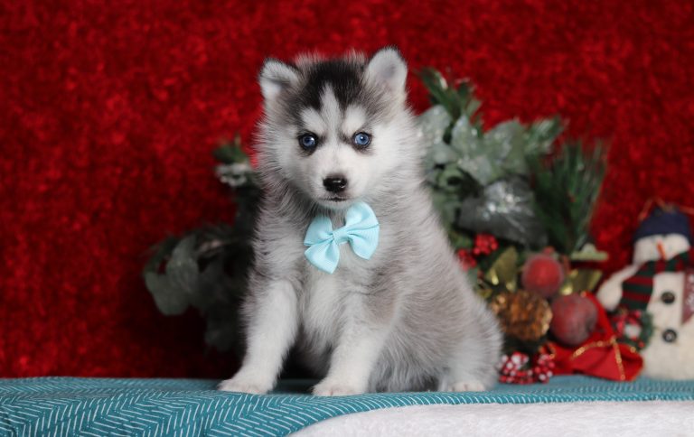 0114aaaRoyce the pomsky-the puppy lodge