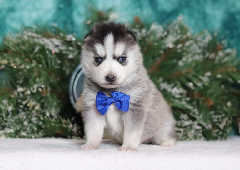 0114aaaRoyce the pomsky-the puppy lodge