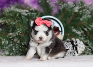 0115aaa-Reba the pomsky-the puppy lodge