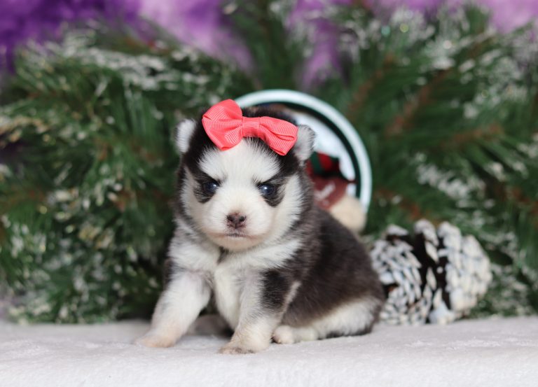 0115aaa-Reba the pomsky-the puppy lodge