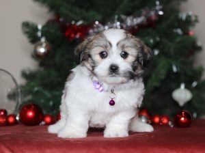 2294aaBridget the teddy bear-the puppy lodge