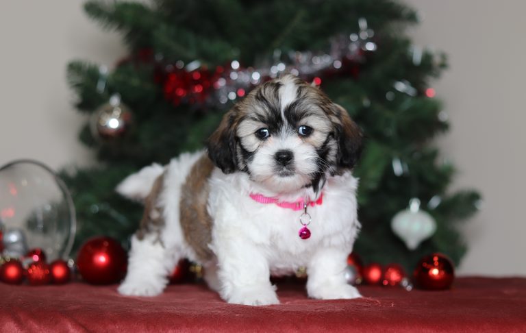 2295aaaBridget the teddy bear-the puppy lodge