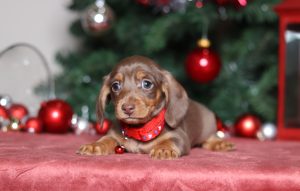 2299aaaPaisley the dachshund-the puppy lodge