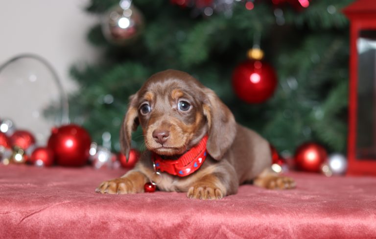 2299aaaPaisley the dachshund-the puppy lodge
