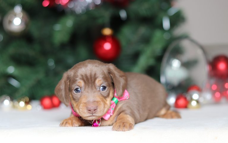 2299aPaisley the dachshund -the puppy lodge