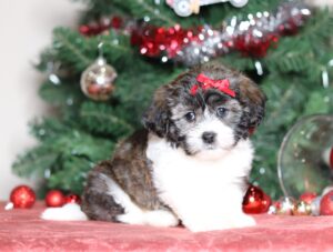 3781a-Casey the teddy bear-the puppy lodge