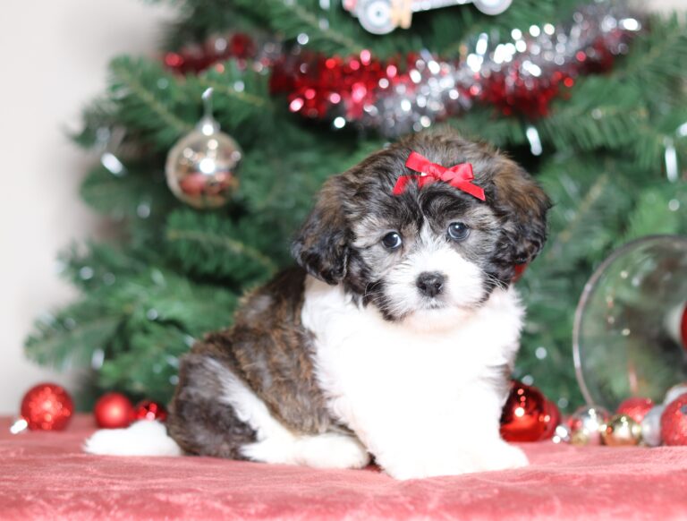 3781a-Casey the teddy bear-the puppy lodge