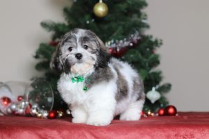 3788aaaCletos the teddy bear-the puppy lodge