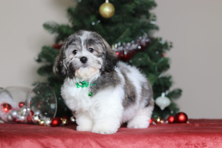 3788aaaCletos the teddy bear-the puppy lodge