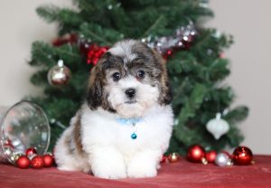 3789aaaConner the teddy bear-the puppy lodge