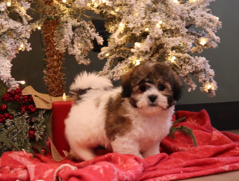 3794aa-Caleb-Pawsome-Family-Pets-