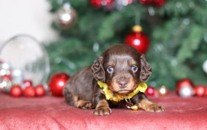 3841aaaJohn the dachsund-the puppy lodge