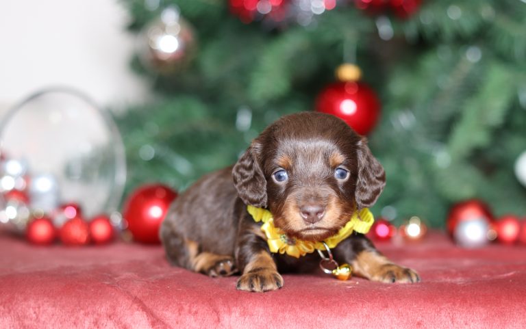 3841aaaJohn the dachsund-the puppy lodge