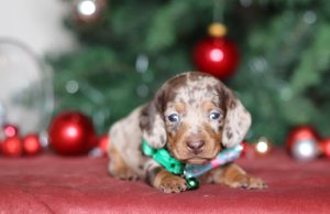 3842aaaDon the dachshund-the puppy lodge