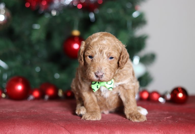 3843aaaBlake the mini poodle-the puppy lodge