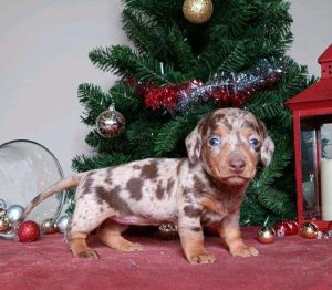 3844Vaughn the dachshund-the puppy lodge