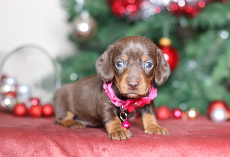 3848aaDawn the dachshund-the puppy lodge