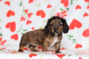 3849aaaLala the dachshund-the puppy lodge