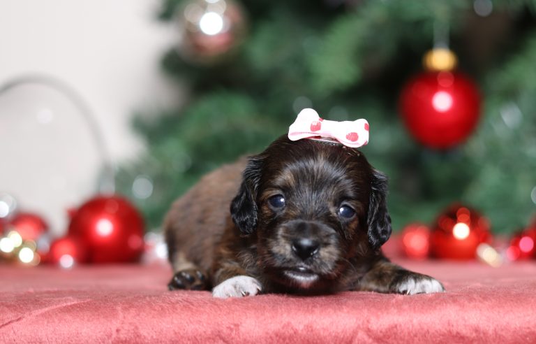 3849aaaLala dachshund-the puppy lodge