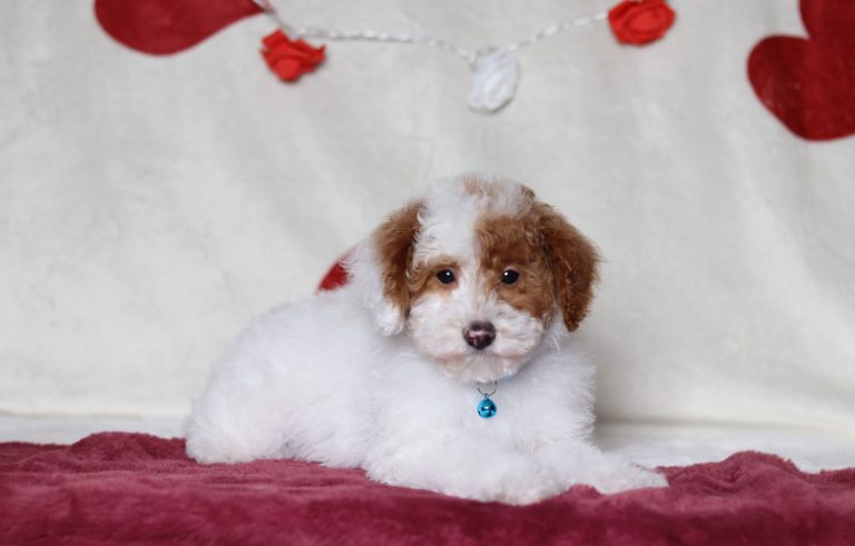 3851aaaBarock the mini poodle-the puppy lodge