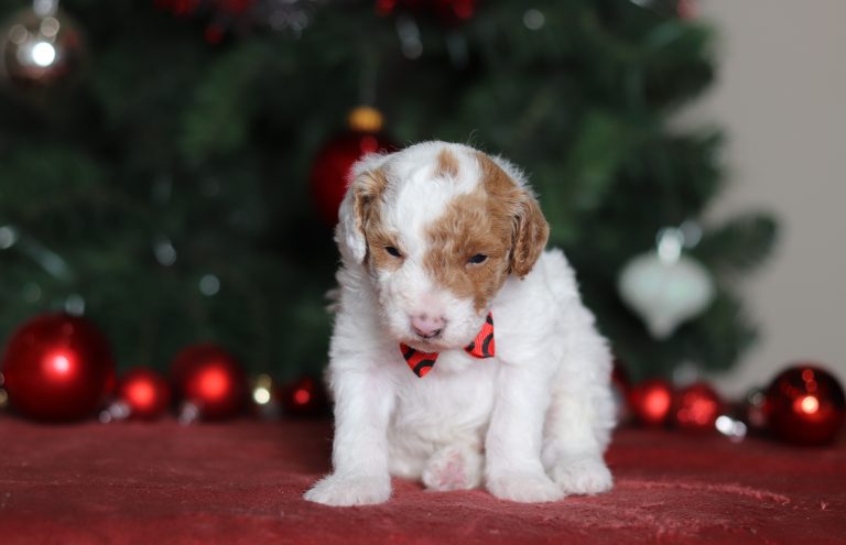 3851aaaBarock the mini poodle-the puppy lodge