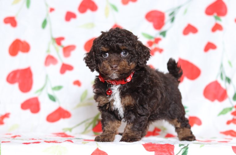 3852aaaDarcy the mini poodle-the puppy lodge