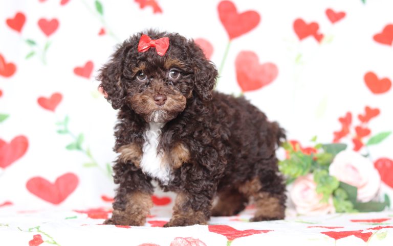 3852aaaDarcy the mini poodle-the puppy lodge