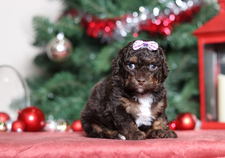 3852aaaDarcy the mini poodle-the puppy lodge