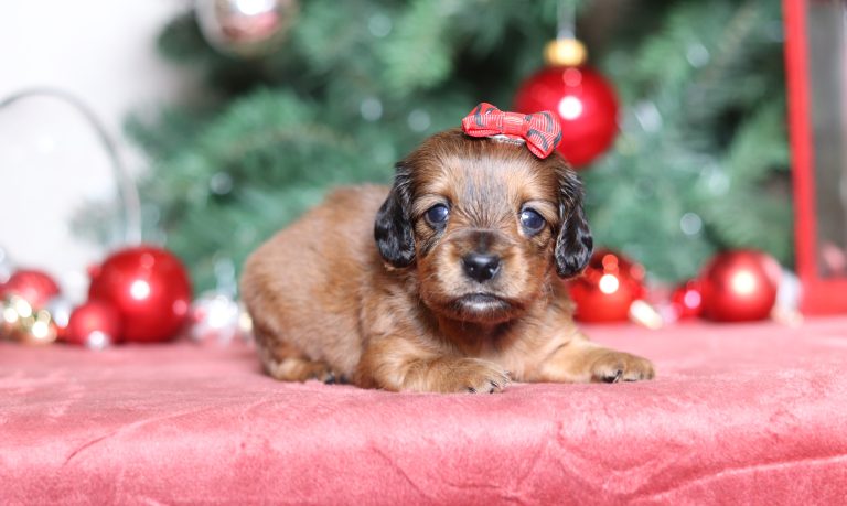 3857aLazlo the dachshud-the puppy lodge