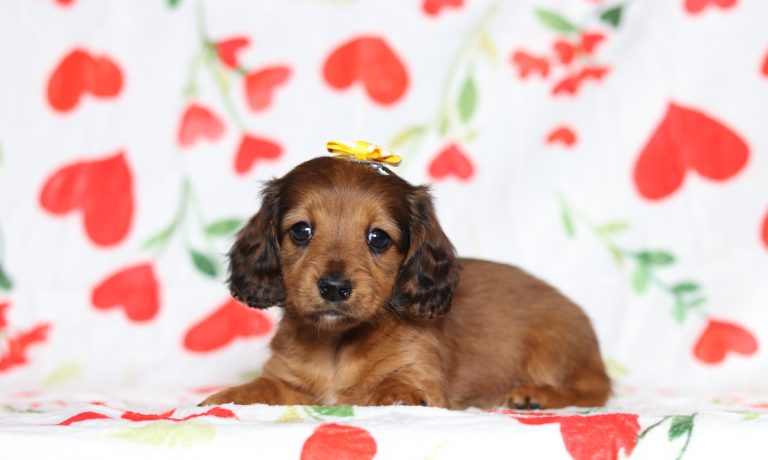 3857aLazlo the dachshund-the puppy lodge