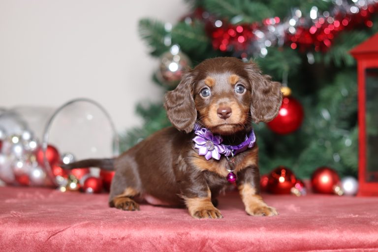 4961aaGala the dachshund-the puppy lodge