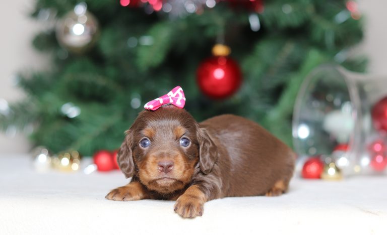 4961aaaGala the dachshund-the puppy lodge