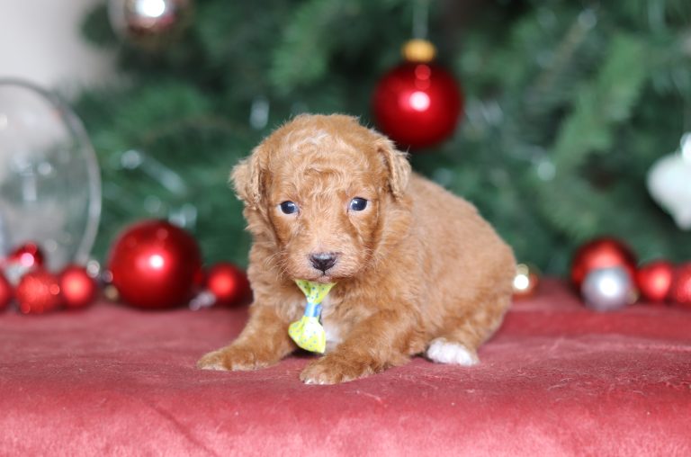 4962aBryce the mini poodle-the puppy lodge