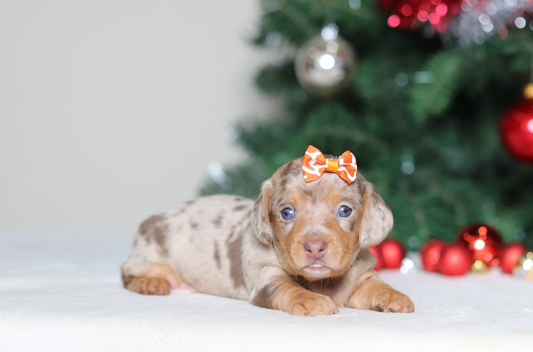 4963aGrace the dachshund-the puppy lodge