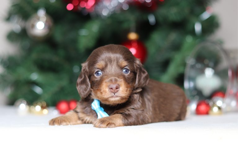 4966aaParker the dachshund-the puppy lodge