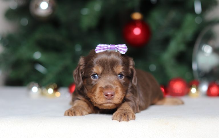 4967aPaula the dachshund-the puppy lodge